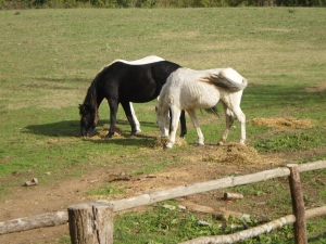 caballos pastando